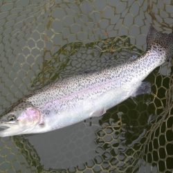 大安トラウトレイク 釣果